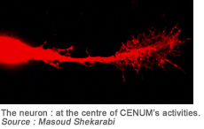 The neuron : at the centre of CENUMs activities.